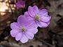 Hepatica Rosea